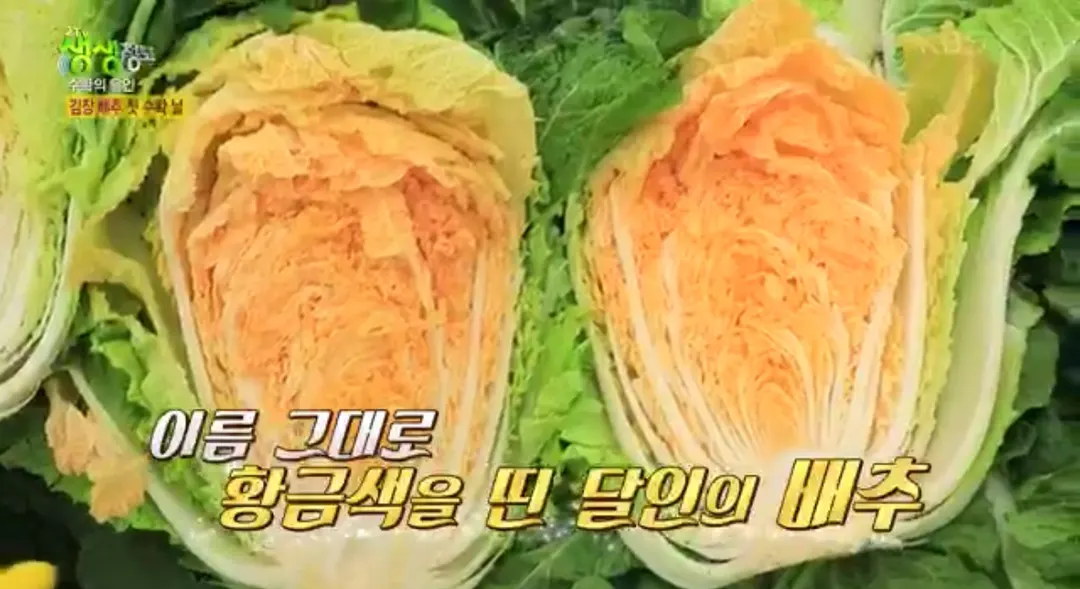 황금절임배추 소개 사진 1